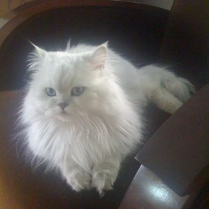 Meet your Posher, Peter